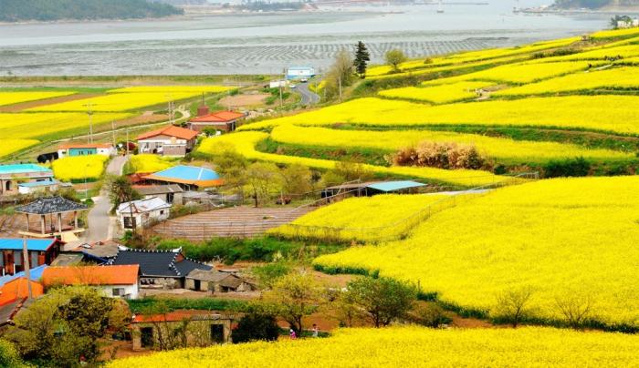 濟州島油菜花
